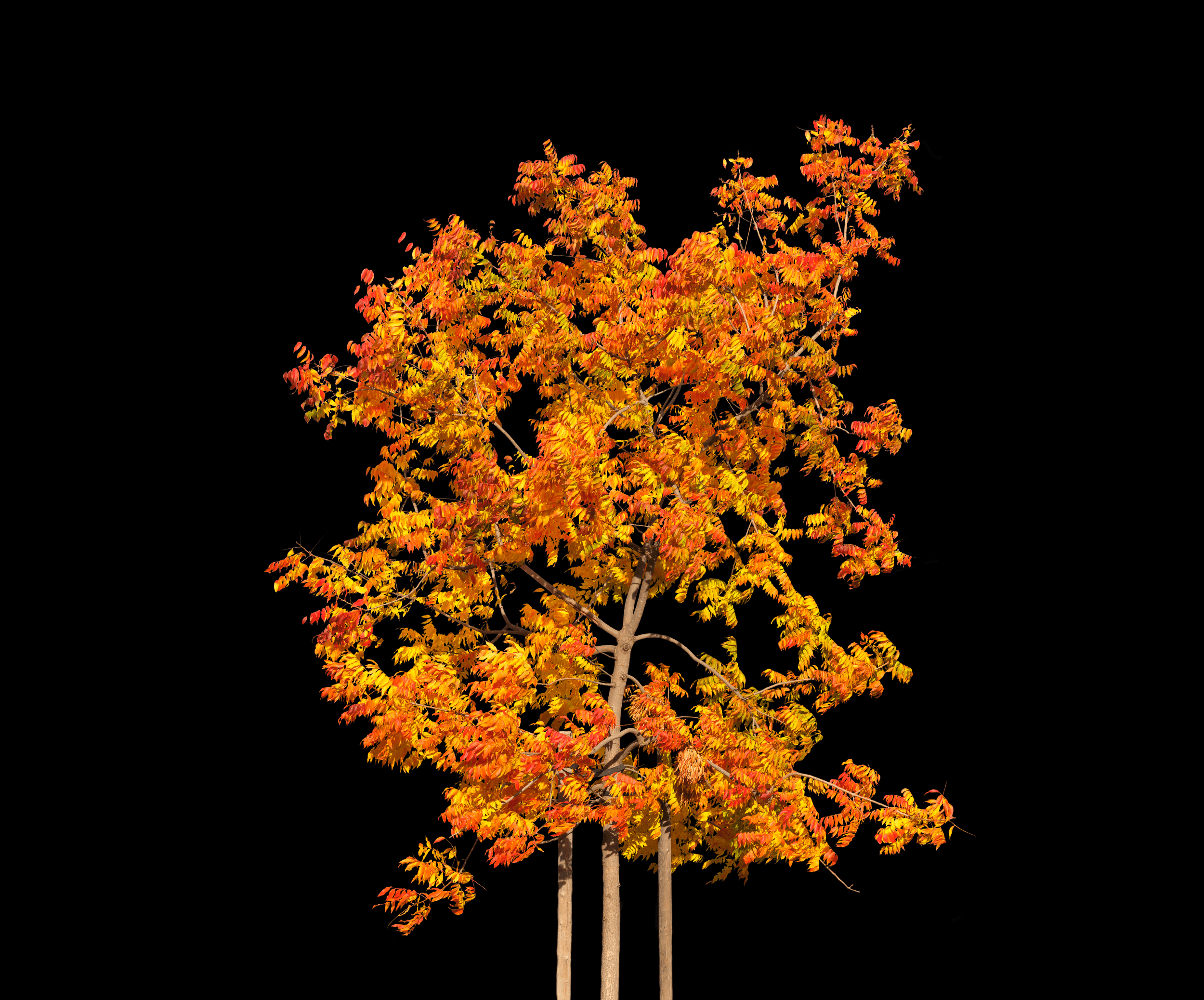 Autumn leaves at Stanford